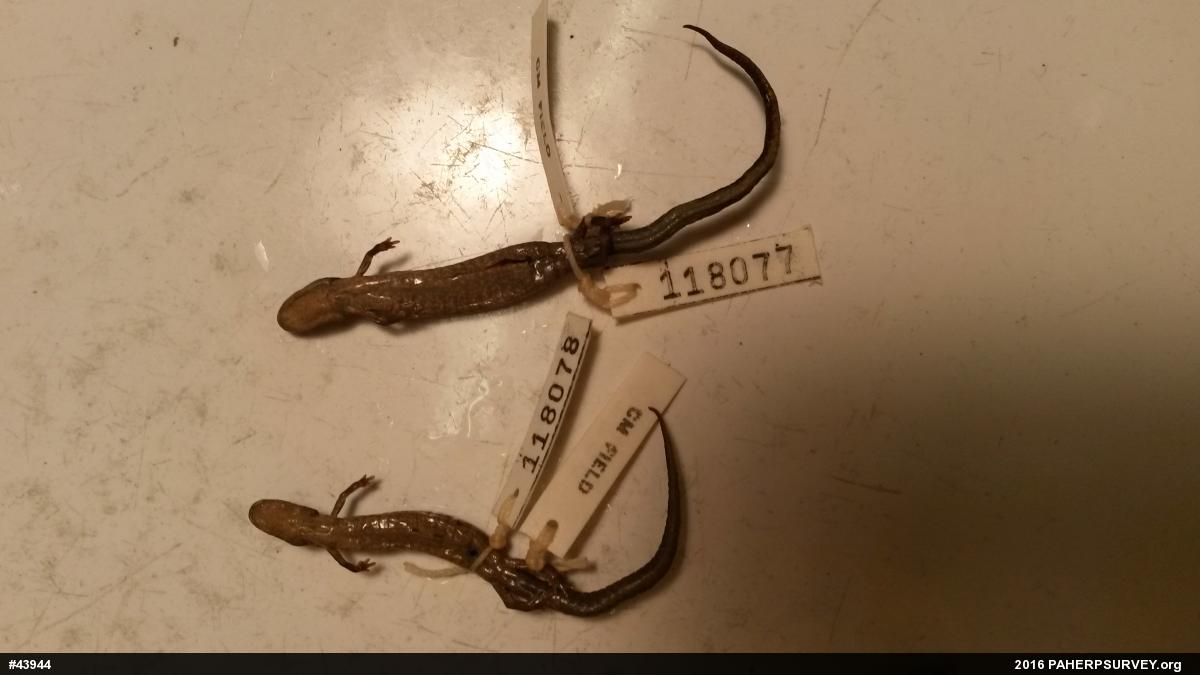 Valley And Ridge Salamander