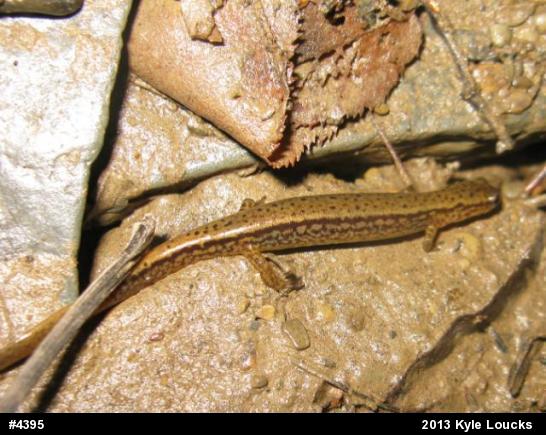 Northern Two-lined Salamander