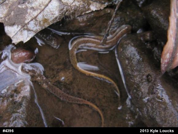 Northern Two-lined Salamander