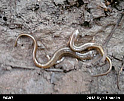 Northern Two-lined Salamander