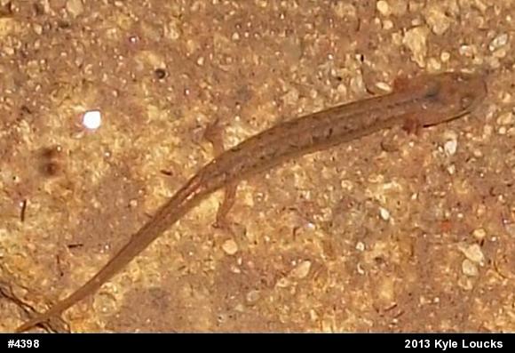 Northern Two-lined Salamander