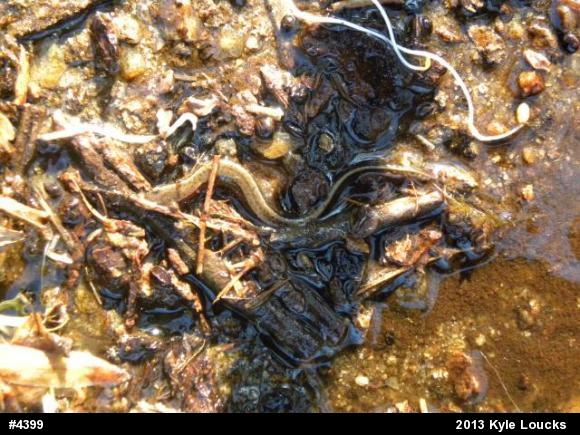 Northern Two-lined Salamander