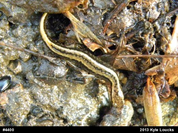 Northern Two-lined Salamander