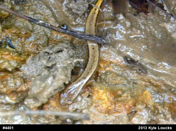 Northern Two-lined Salamander