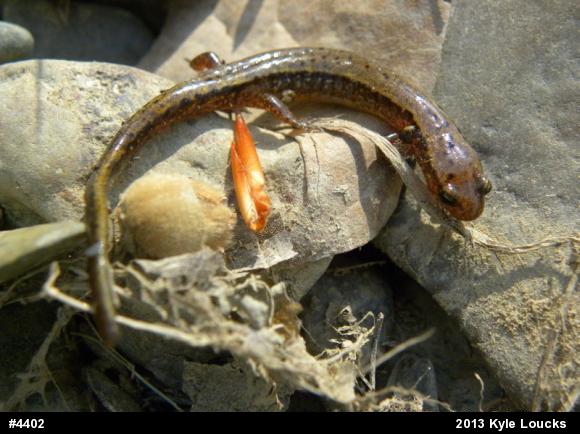 Northern Two-lined Salamander