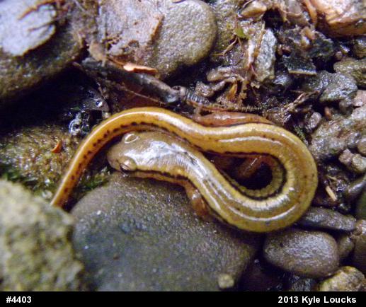 Northern Two-lined Salamander