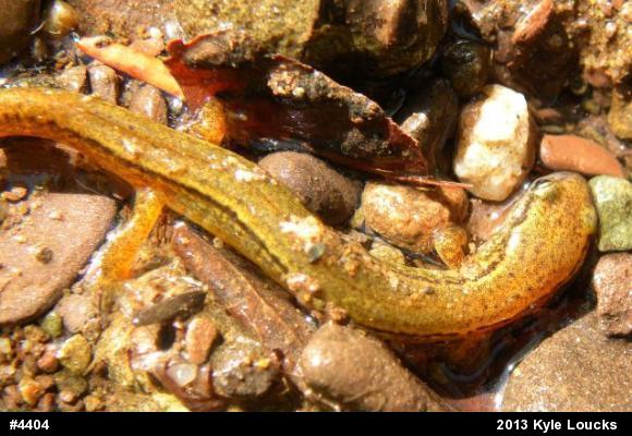Northern Two-lined Salamander