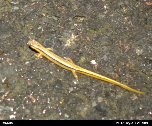 Northern Two-lined Salamander