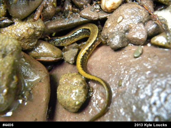 Northern Two-lined Salamander