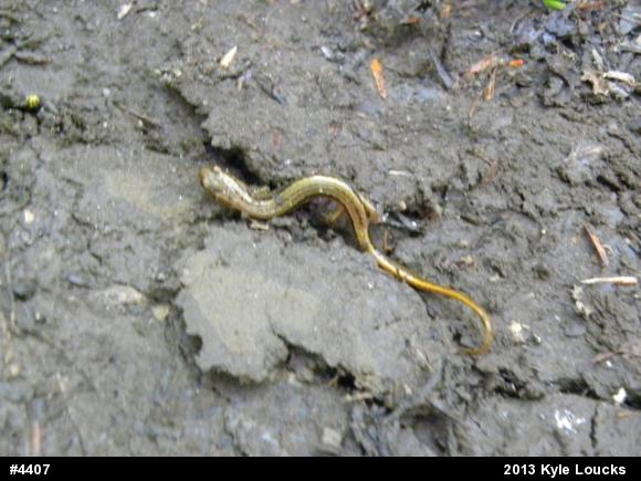 Northern Two-lined Salamander