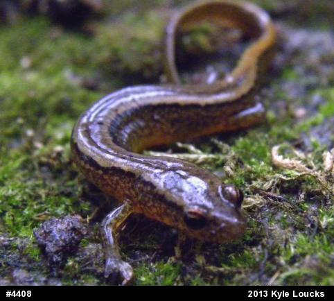 Northern Two-lined Salamander