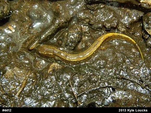 Northern Two-lined Salamander