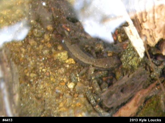 Northern Two-lined Salamander