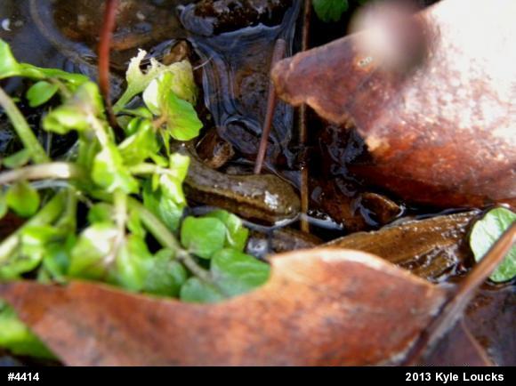 Northern Two-lined Salamander