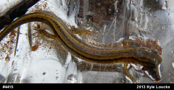 Northern Two-lined Salamander