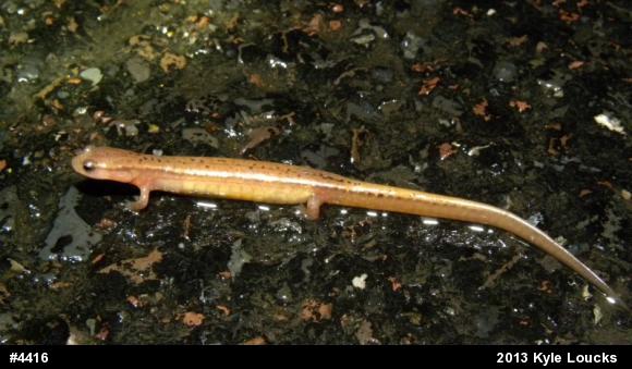 Northern Two-lined Salamander