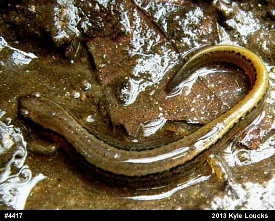 Northern Two-lined Salamander