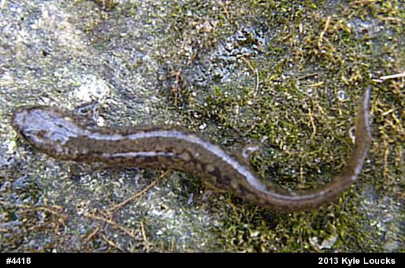 Northern Two-lined Salamander