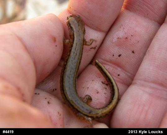 Northern Two-lined Salamander
