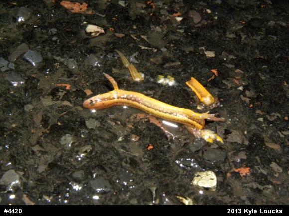 Northern Two-lined Salamander