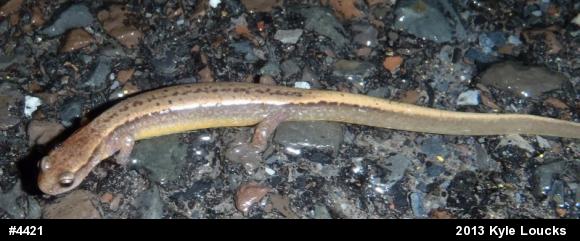 Northern Two-lined Salamander
