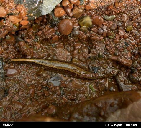 Northern Two-lined Salamander