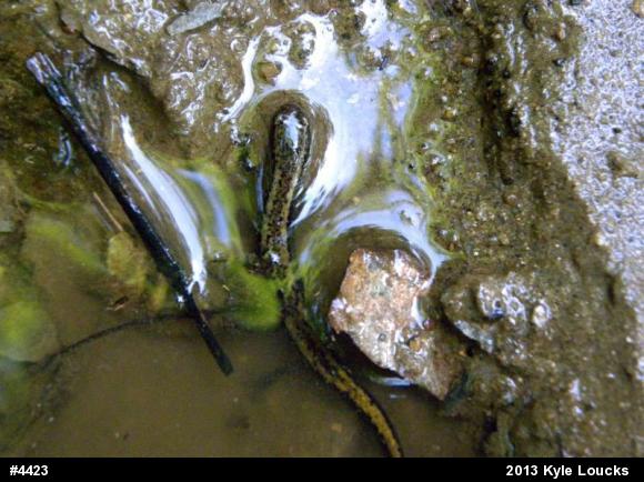 Northern Two-lined Salamander