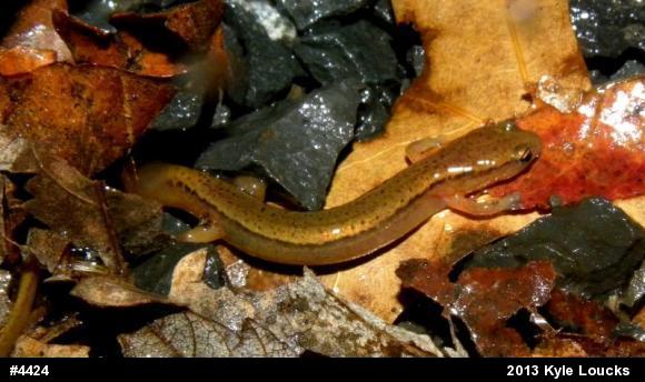 Northern Two-lined Salamander