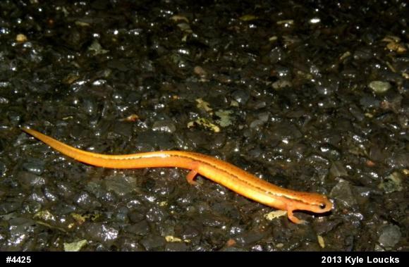 Northern Two-lined Salamander