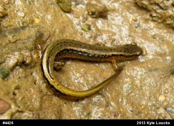 Northern Two-lined Salamander
