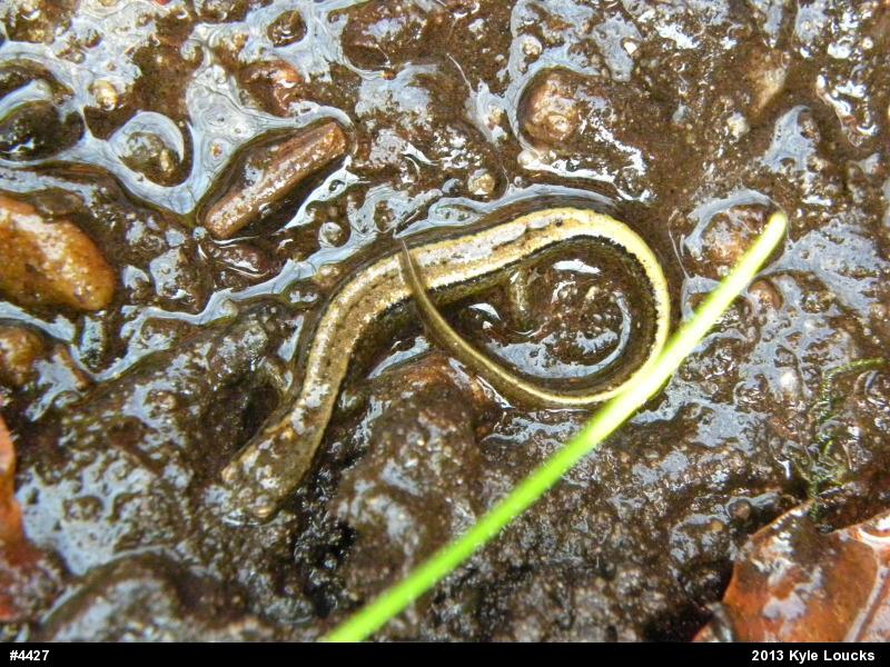 Northern Two-lined Salamander
