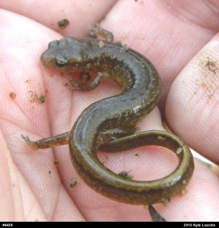 Northern Two-lined Salamander