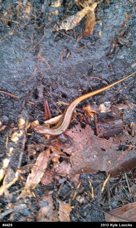 Northern Two-lined Salamander