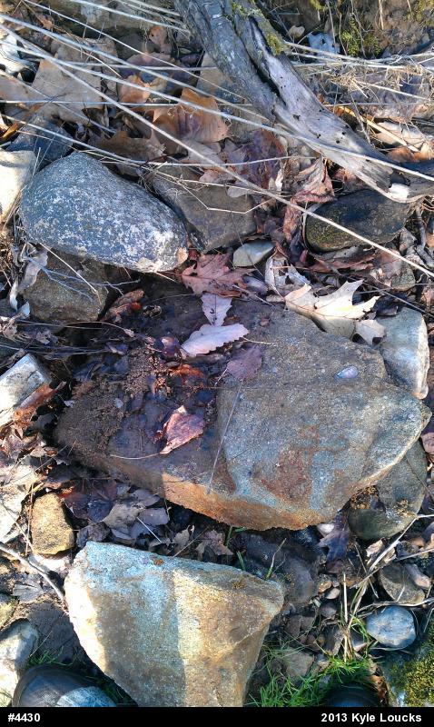Northern Two-lined Salamander