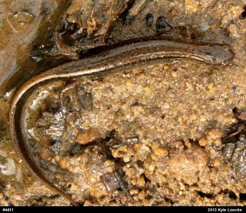 Northern Two-lined Salamander