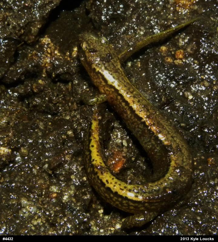 Northern Two-lined Salamander