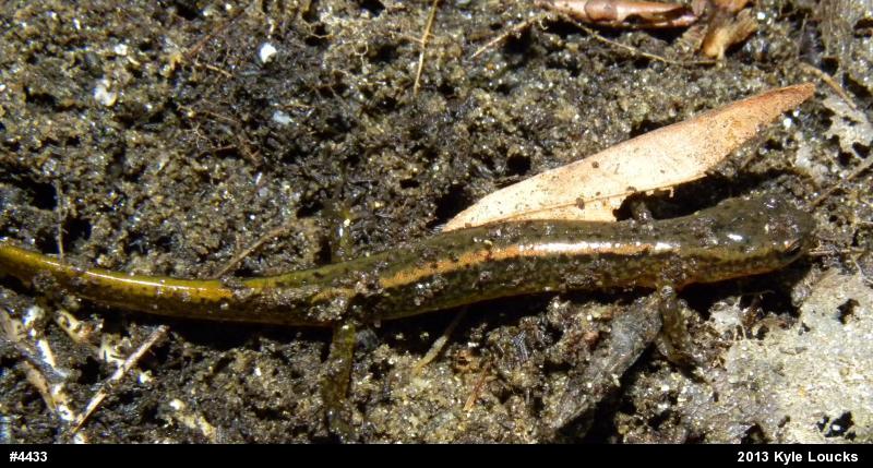 Northern Two-lined Salamander
