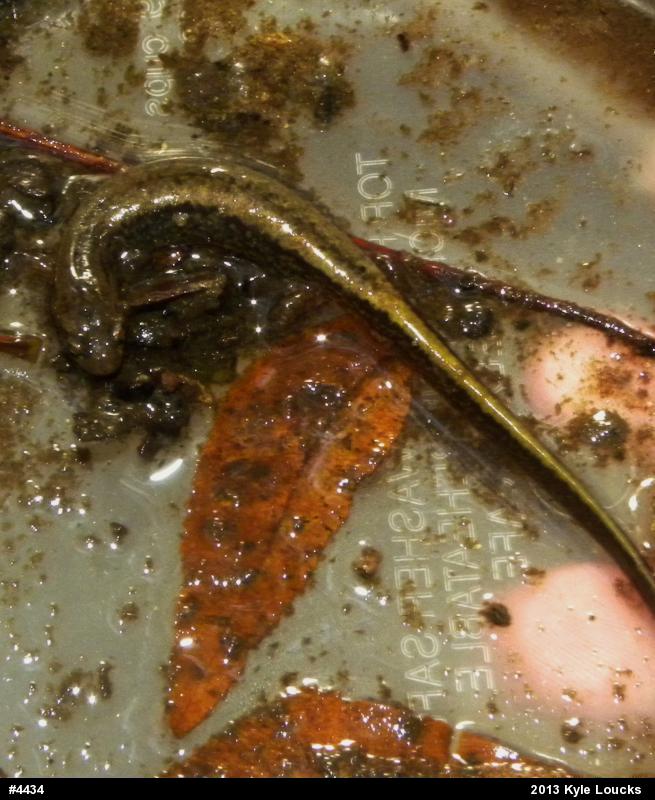Northern Two-lined Salamander