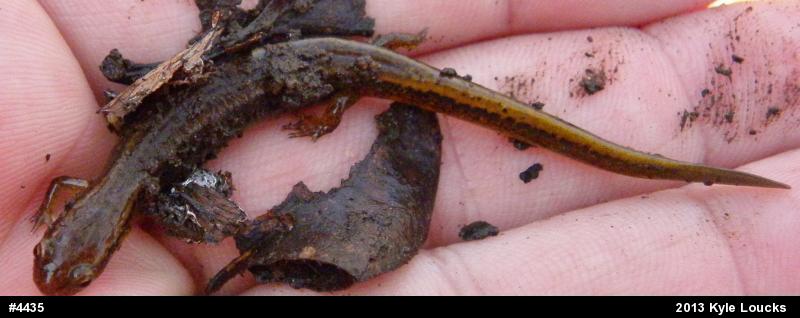 Northern Two-lined Salamander