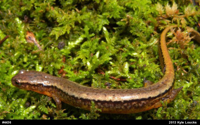 Northern Two-lined Salamander