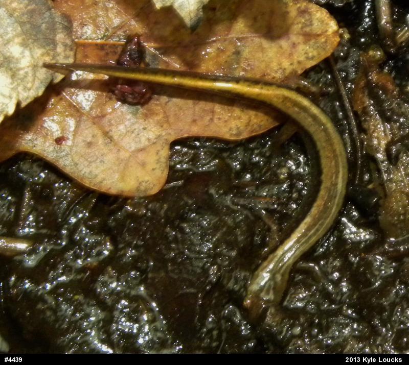 Northern Two-lined Salamander