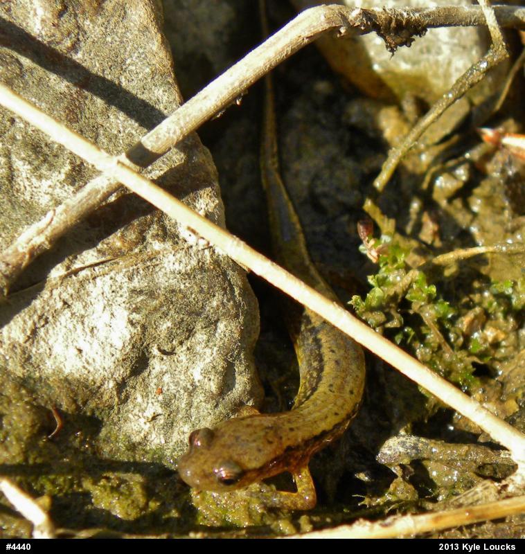 Northern Two-lined Salamander