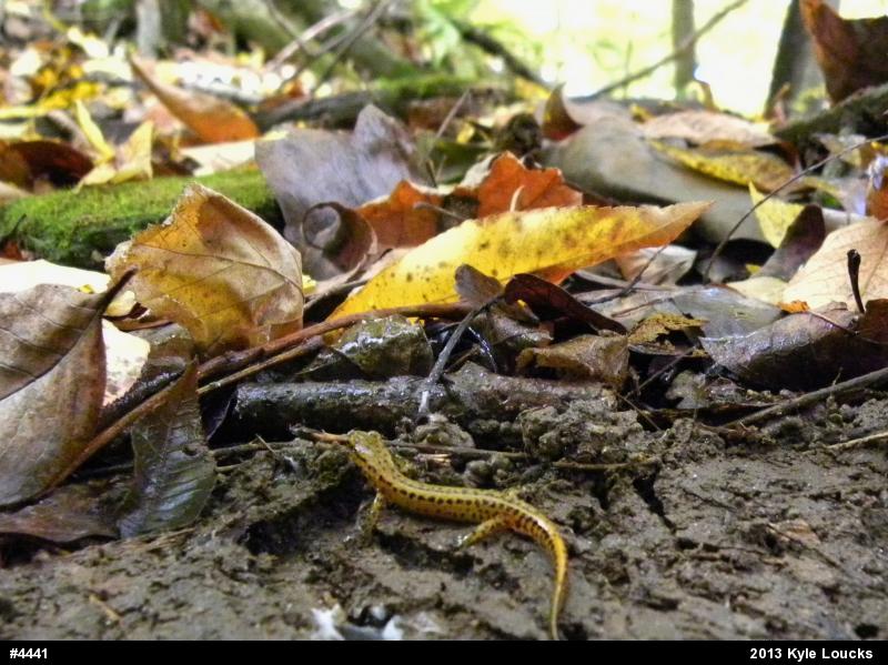 Eastern Long-tailed Salamander