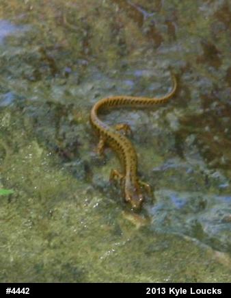 Eastern Long-tailed Salamander