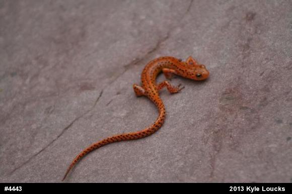 Eastern Long-tailed Salamander