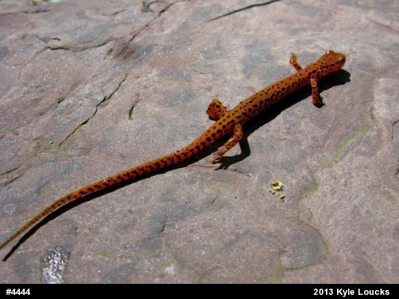 Eastern Long-tailed Salamander