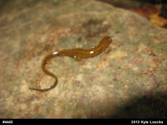 Eastern Long-tailed Salamander