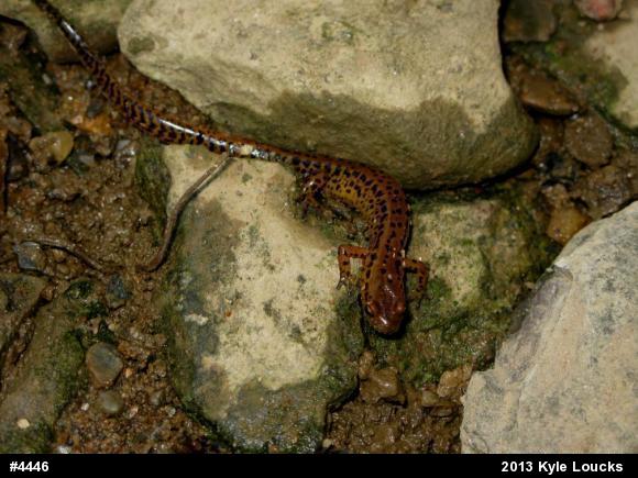 Eastern Long-tailed Salamander