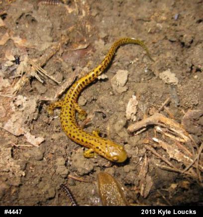 Eastern Long-tailed Salamander