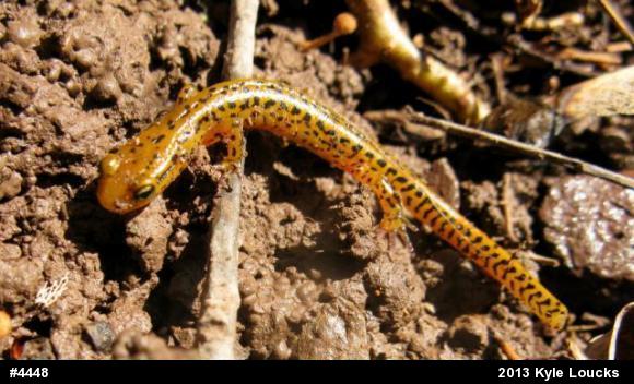 Eastern Long-tailed Salamander